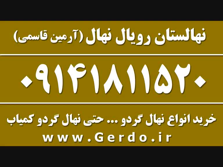 خرید انواع نهال گردو بدون واسطه از نهالستان آرمین قاسمی 09141811520