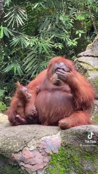 ویدیو پربازدید روز : اورانگوتان باهوش در باغ وحش اندونزی