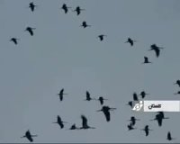 مهاجرت پرندگان به تالاب های گلستان