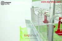 قفس بلدرچین تخمگذار