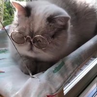 گربه روشنفکر