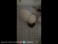 فیلم به دنیا آمدن بوقلمون