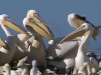 پلیکان ها بچه های خود را می خورند