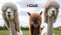 پسری که حیوون خونگیش آلپاکاست