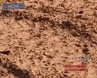 آران و بیدگل؛ قطع درختان تاغ به دست سودجویان