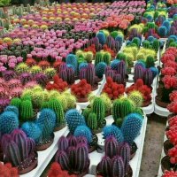 فروش دستگاه های :آبکاری / مخمل پاش / هیدروگرافیک/ شب نما فانتاکروم 09362022208