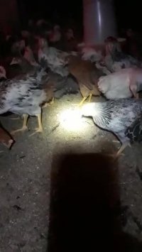 فروش مرغ بومی گلپایگانی 5 ماهه