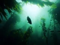 طبیعت، زیبایی و آرامش