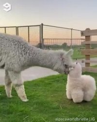 گیف خنده دار برای واتساپ : پیدا کردن جاسوس