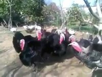 فکر نمیکردم زبون بوقلمون ها اینقدر راحت باشه