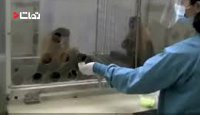 واکنش دیدنی میمون ها در برابر بی عدالتی