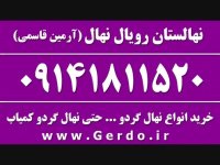 خرید نهال گردو خوشه ای اسراییلی  09141811520