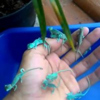 کی حاضره اینکارو کنه؟