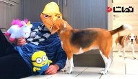 سرکار گذاشتن سگ ها با شخصیت کارتون من نفرت انگیز