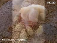 قیمت فروش جوجه مرغ اجداد یکروزه