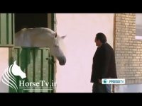 گزارشی از اسب و سوارکاری در ایران