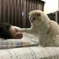 بلند شین از خواب من گشنمه