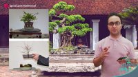 آموزش نکات ریشه هوایی در بونسای - پاسخ به سوالات درباره تکنیک ریشه هوایی