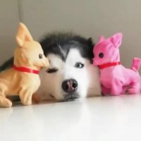 خسته است می فهمی؟ً! خسته