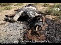 شادگان؛ زیستن بدون آب