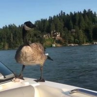 واکنش مرغابی بامزه