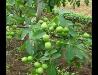 خرید درخت در کرج- 09152157465