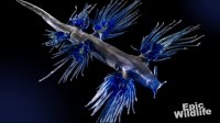 Deadly Sea Creature - Blue Angel