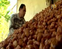 خوان نوروزی: سنجد