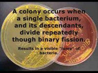 محیط کشت مانیتول سالت آگار 105404 مرک