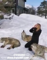حرکت عجیب و جالبی که این خانم انجام میده و تاثیری که رو گرگ ها میذاره ..!