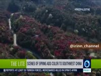 شکوفه های بهار طبیعت در جنگل آزالیای چین