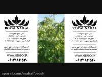 بهترین قیمت مناسب و ارزان برای خرید نهال گردو 09141811520
