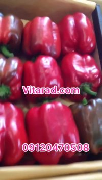 مرکز بسته بندی فلفل دلمه ای رنگی اصفهان