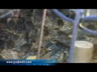 افزایش تخم گذاری بلدرجین