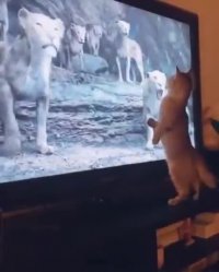 کلیپ خنده دار کوتاه : زورش به زن ها میرسه !