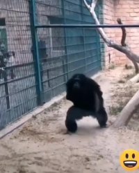 مزاحم استراحتش شدن