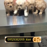 توله سگ گلدن رتریور