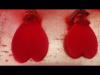 مخمل پاشی گل طبیعی 02156646297