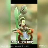 کلیپی از زیباترین و کمیاب ترین  گلهای جهان