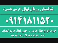 خرید نهال گردو از بزرگترین نهالستان گردو در کشور 09141811520