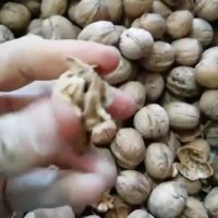 زمان کاشت نهال گردو بذری اصلاح شده رقم اسراییلی خوشه ایی