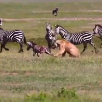 شکار بچه گورخر توسط شیر