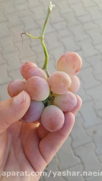 انگور در نهالستان اروم نهال 09120454526