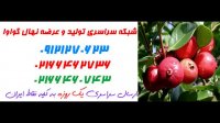 نهال گواوا  09350798050 – خرید نهال گواوا – فروش نهال گواوا – قیمت نهال گواوا