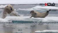 تلاش ناموفق خرس قطبی برای شکار گراز دریایی