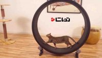 چرخی برای ورزش گربه های خانگی