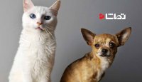 تفاوت جالب سگ و گربه ها