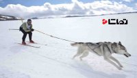 اسکی روی برف همراه با سگهای وفادار