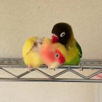 مرغ عشق ها بی نظیرند