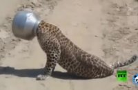 بی احتیاطی انسانی باعث رنجش حیوانات می شود